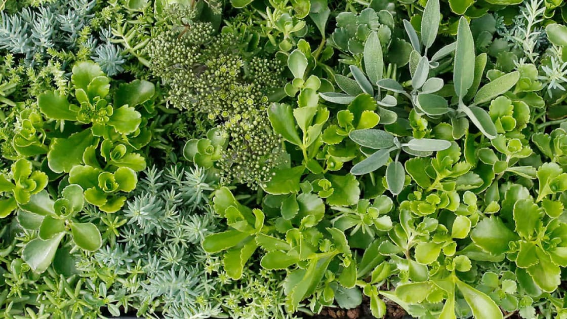 greenplus-header