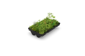 greenplus